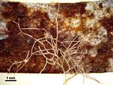 1 - Tallo epifita su una foglia di Posidonia oceanica